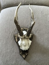 Rehgeweih reh gehörn gebraucht kaufen  Bad Bevensen