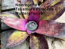 Neoregelia set pezzi usato  Spedire a Italy