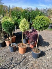 Mixed shrubs pallet for sale  EGHAM