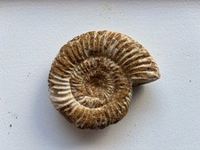 Large ammonite fossil for sale  WATERLOOVILLE