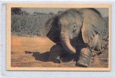 Chad young elephant d'occasion  France