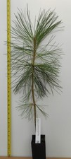 Ponderosa pine year for sale  Albany