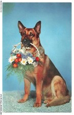 Atap9 0629 dog d'occasion  Expédié en Belgium