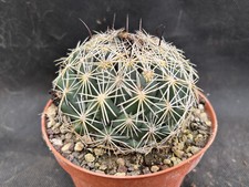 Coryphantha salm dyckiana usato  Massafra