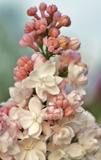Stamm edelflieder syringa gebraucht kaufen  Bad Nauheim