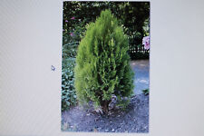 50 nasion Thuja occidentalis,Drzewo życia #367 na sprzedaż  Wysyłka do Poland