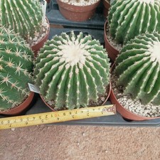 Echinocactus grusonii inermis usato  Porto Cesareo