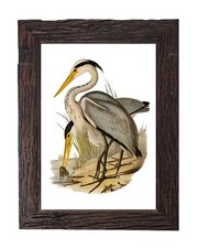 Great grey heron for sale  Walkerton