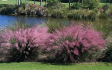 Pink muhly grass for sale  Rock Island