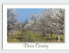 Postcard cherry trees for sale  Stevens Point