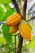 Yellow grafted cacao for sale  Naples