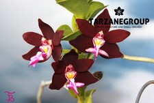 Trichoglottis atropurpurea bra for sale  Miami