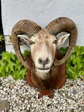 Tierpräparat mufflon widder gebraucht kaufen  Altenkirchen-Umland
