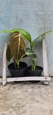 Philodendron melanochrysum mon gebraucht kaufen  Willich