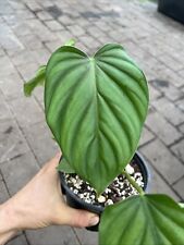 Philodendron . columbia gebraucht kaufen  Bad Aibling