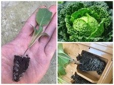 Cabbage vegetable plug for sale  CHESTER