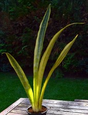 Sansevieria aubrytiana lauren gebraucht kaufen  Oldenburg (Oldenburg)