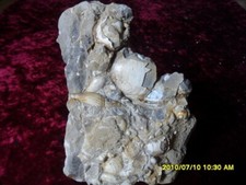Fossilien muscheln schnecken gebraucht kaufen  Rickling