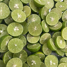 Citrus tree key for sale  UK