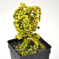 Pelargonium crispum sunburst for sale  Winter