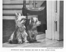 Australian silky terrier for sale  Tampa