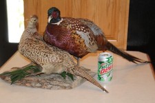 Pair chinese ringneck for sale  Brandon