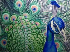 Watercolor painting peacock for sale  USA