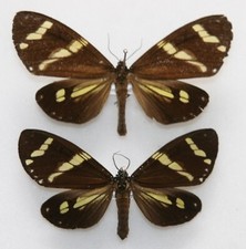 Butterfly moth pair for sale  RUGELEY