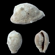 Cypraea fuscorubra south usato  Roma