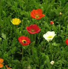 Islandmohn gartenzwerg papaver gebraucht kaufen  Bad Zwischenahn