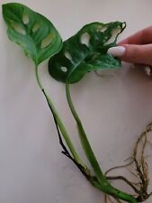 Monstera adansonii ableger gebraucht kaufen  München