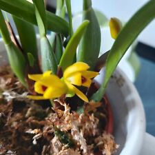 Mini rchidee maxillaria gebraucht kaufen  Bückeburg