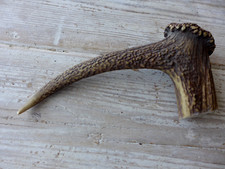 Red deer antler for sale  WALLASEY