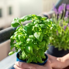 Basil sweet herb for sale  GLASGOW