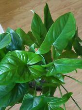 Emerald gem syngonium for sale  Palm Bay