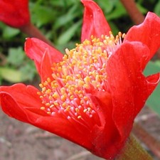 Rare haemanthus coccineus for sale  San Francisco