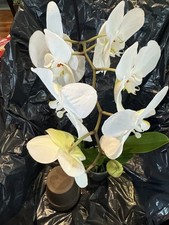 Orchids plant full for sale  Silver Spring