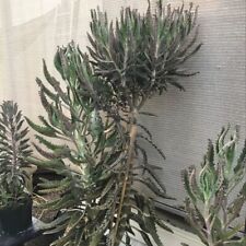 Pieds racines kalanchoe d'occasion  Cagnes-sur-Mer