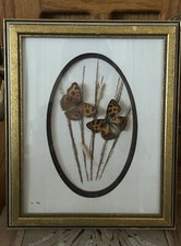 Peacock pansy sephisa for sale  Amarillo