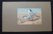 Vintage print arctic for sale  HAYLING ISLAND