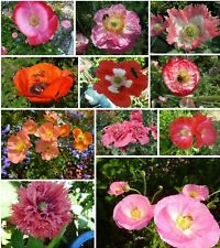 Klatschmohn mohn kunterbunt gebraucht kaufen  Erding