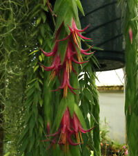 Ceratostema rauhii perfect for sale  Redwood City