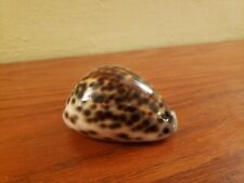 Cypraea tigris 3.5 for sale  Jackson