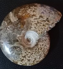 goniatite usato goniatite usato Grugliasco