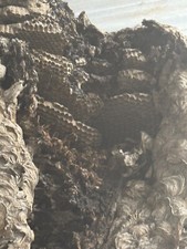hornets nest for sale hornets nest for sale Chinook
