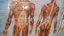 Laminated human body for sale  New Hampton