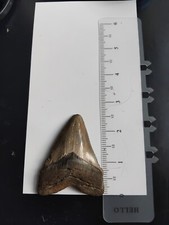 megalodon shark for sale megalodon shark for sale LONDON