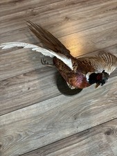 Ringneck pheasant taxidermy for sale  Balsam Lake