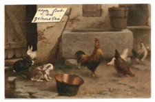 Rooster chickens and d'occasion  Expédié en Belgium