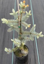 Picea pungens blue for sale  Mount Pleasant